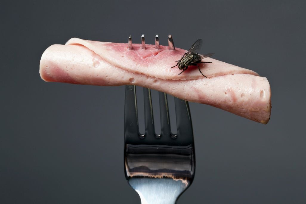 fly on meat