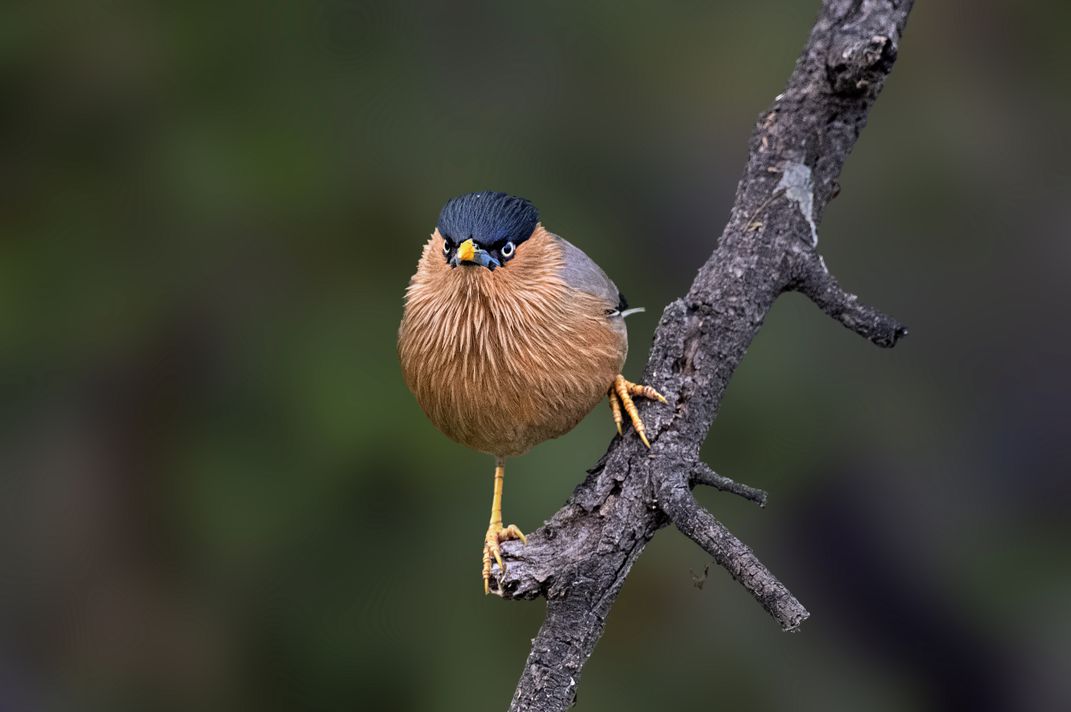 Anger is an energy, especially when you're an angry bird. | Smithsonian ...