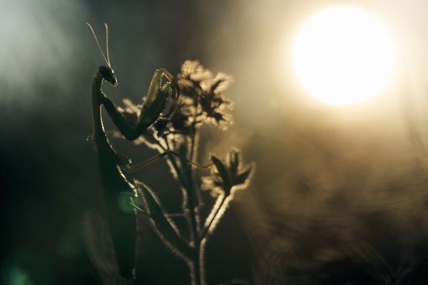 A prayer to light thumbnail