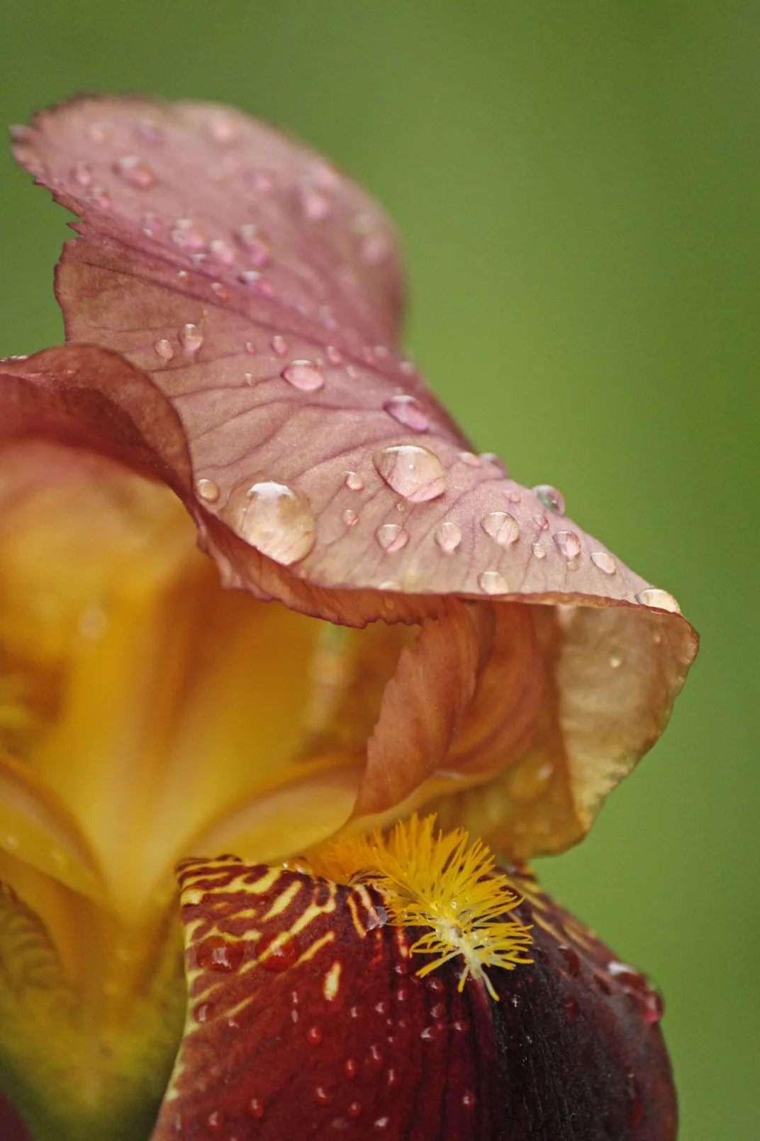 6 - Raindrops help hydrate a bearded iris.