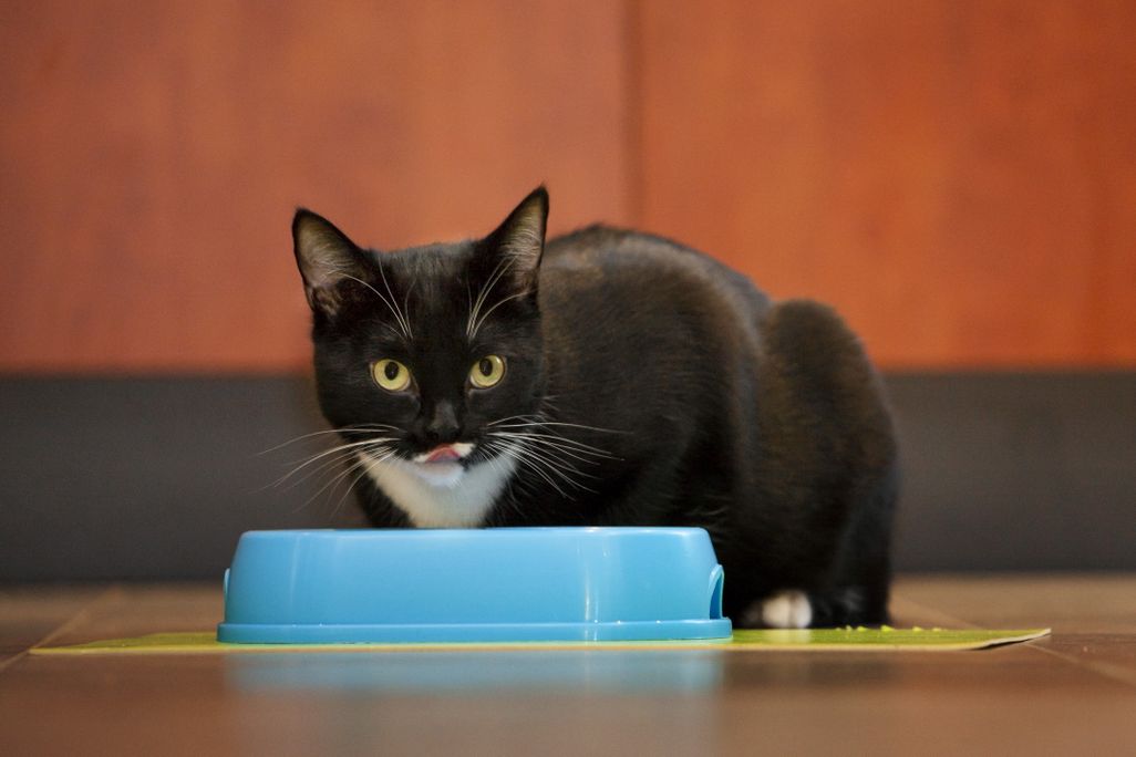 tuxedo cat licks lips in front of a blue food bowl