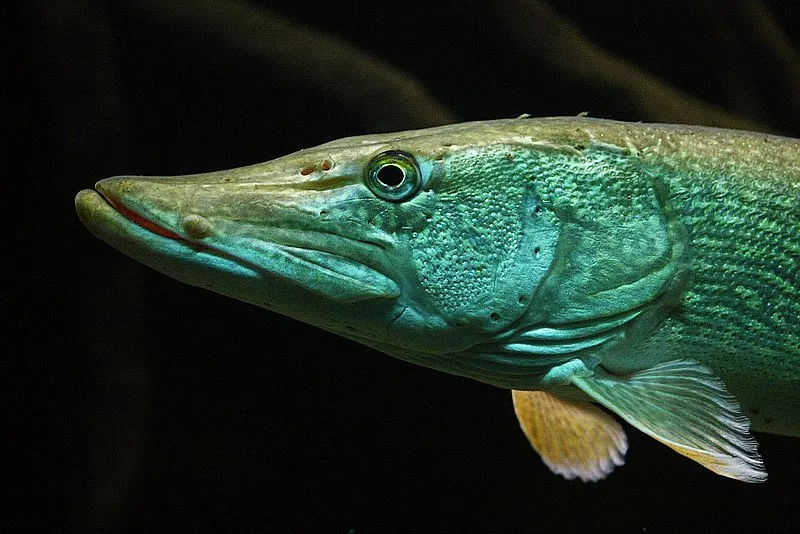 A close-up image of a pike swimming. It has green-tinted scales, a protruding mouth and beady eyes.