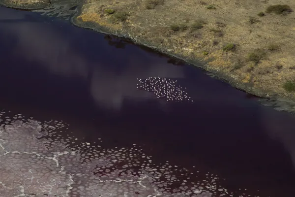Flamingos feeding around the edges of Lake Magadi thumbnail