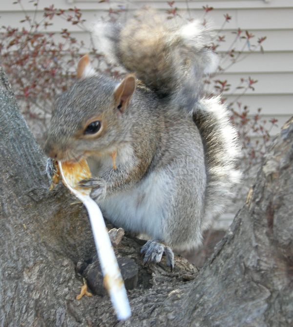 A squirrel enjoying eating peanut butter from a spoon. thumbnail