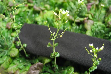 On the center plant, poking out from the stem is a bent side stalk, which holds up the arm of the plant with a flower.