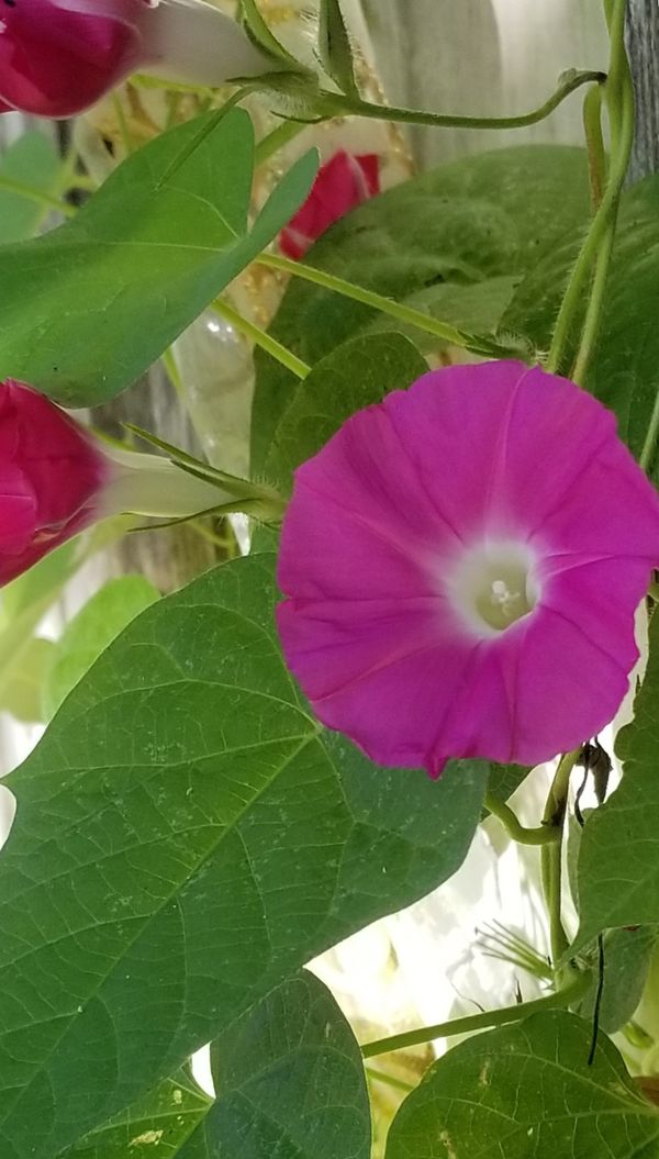 Morning Glory in Full Bloom thumbnail