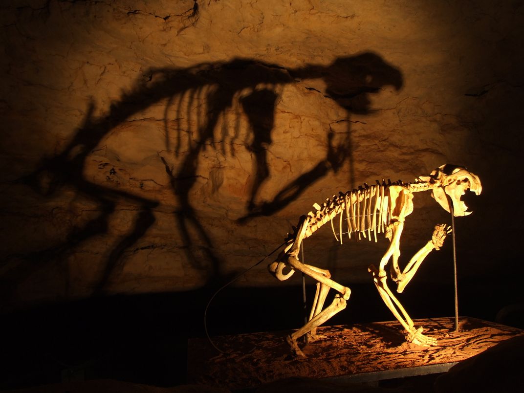 Marsupial Lion Skeleton