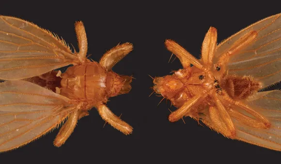 An orange-colored fly, as seen from above and below