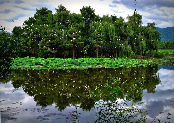 Egret Island thumbnail