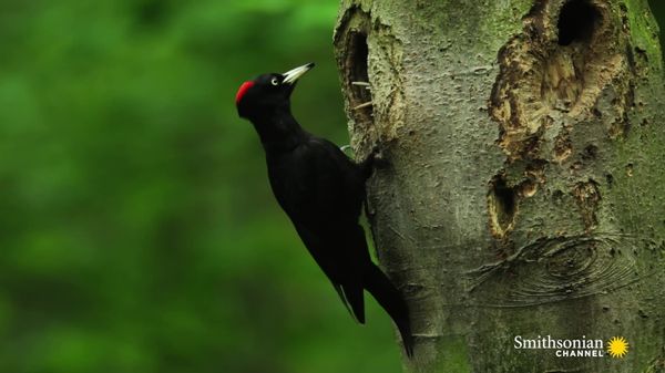 Preview thumbnail for This 200-Year-Old Tree is a Nesting Location for Woodpeckers