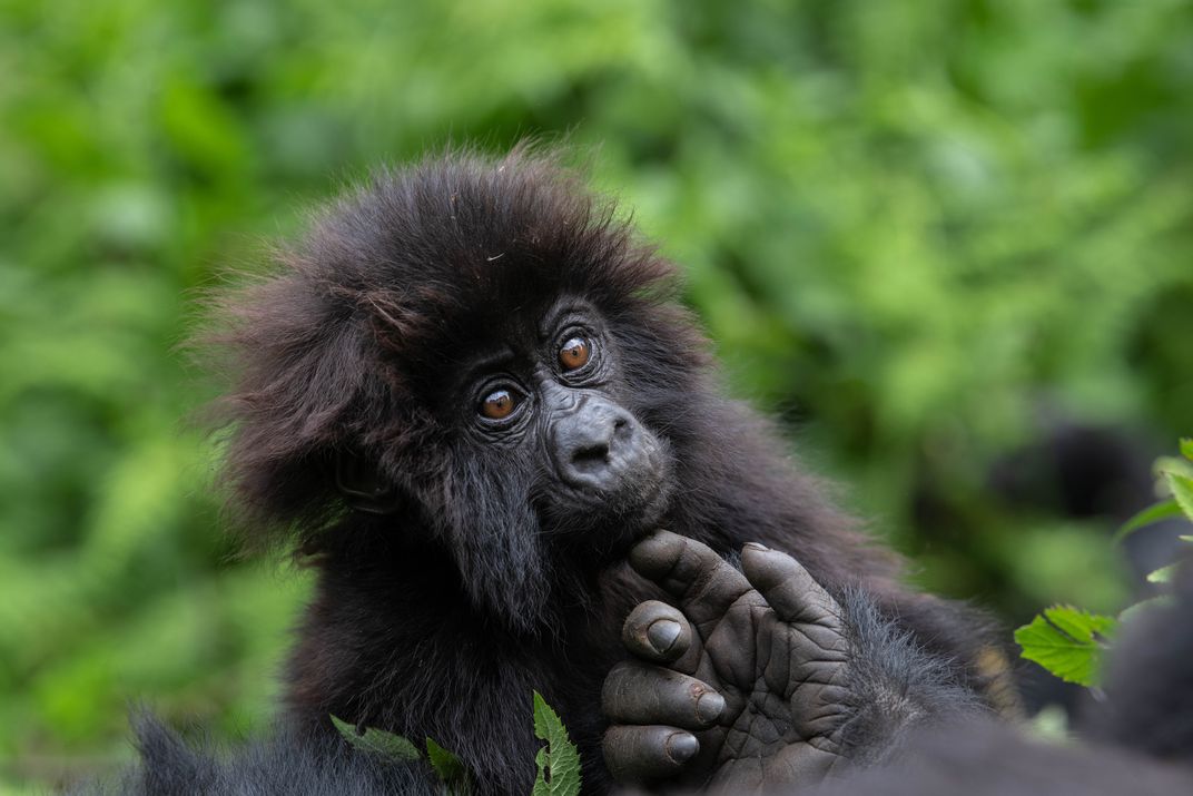 2 -Baby gorillas are born onto protected land at Rwanda’s Volcanoes National Park, one of the three places endangered mountain gorillas live within the Virunga Mountains.