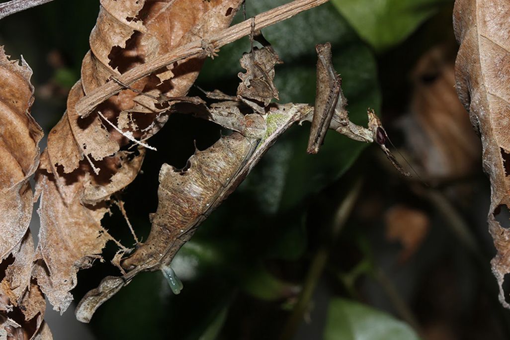 Stenophylla lobivertex 