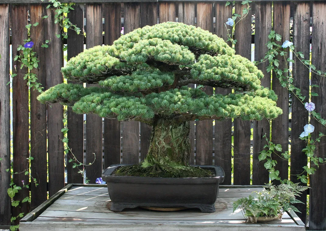 The Bonsai Tree That Survived the Bombing of Hiroshima, History
