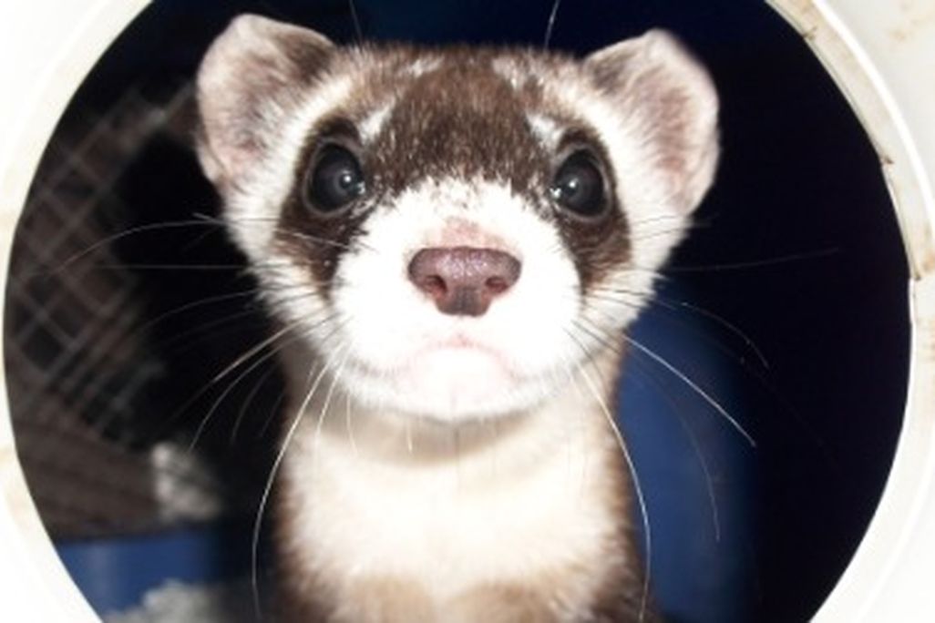 20111104114004black-footed-ferret-small.jpg