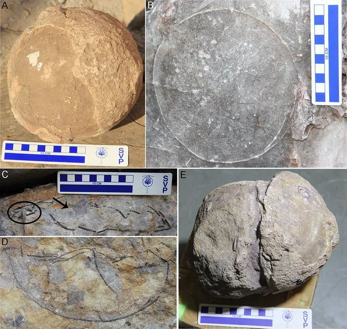 five images of round, gray dinosaur eggs