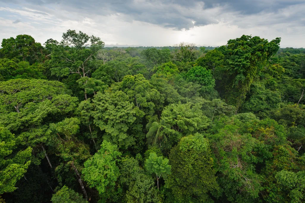 Amazon rainforest