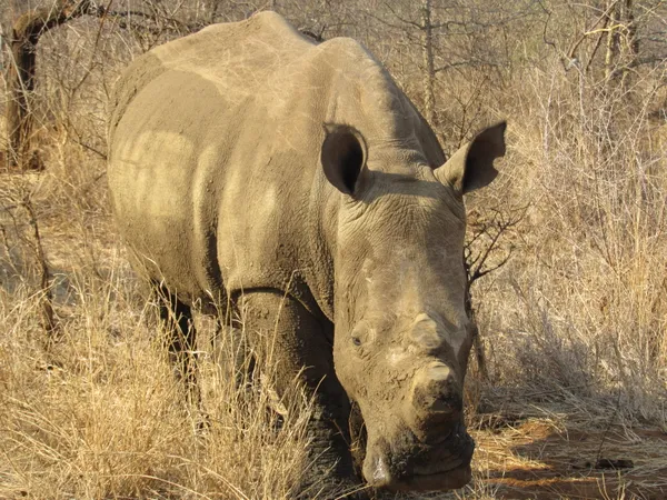 White Rhino Portrait thumbnail