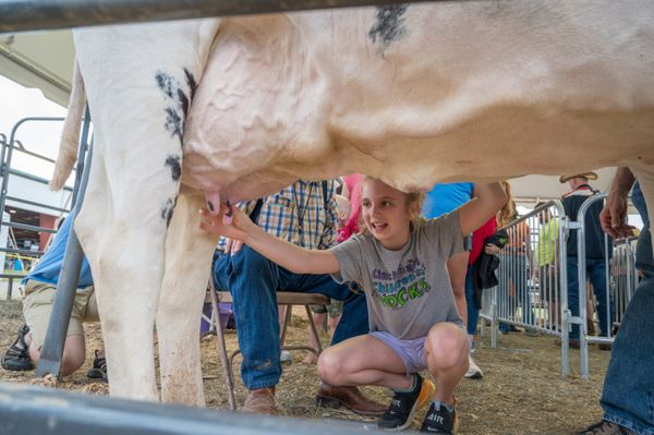 A young girl milks a cow at the Virginia State Fair thumbnail