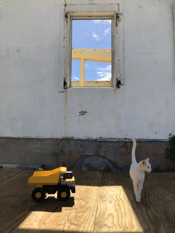 White cat exploring destroyed house in Grand Case, Saint Martin thumbnail