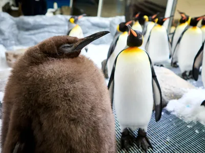 Meet Pesto, the Biggest Baby Penguin This Australian Aquarium Has Ever Seen image