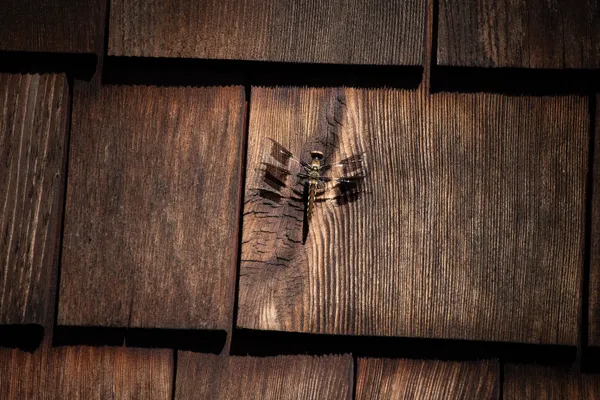 Brown on Brown - A dragonfly likes the wall! thumbnail