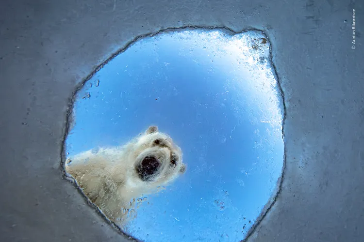seen from below, a polar bear looks down into a hole in ice