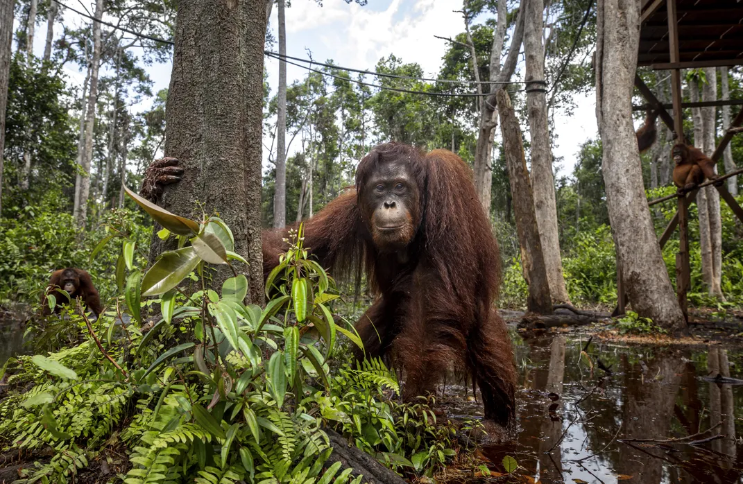 While most orangutans come to the sanctuary as infants, Christina was rescued from private ownership at age 5. After six years of gaining skills and confidence, she recently graduated to pre-release status on a forested island.