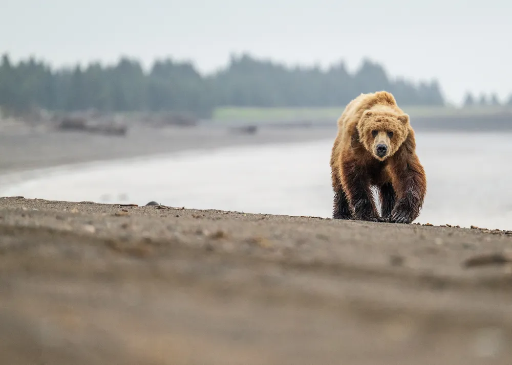 A lone grizzly bear walks along a foggy shoreline near Lake Clark, Alaska. The blurred background and warm, earthy tones create a timeless set the stage as this bear makes full eye contact and shows his large claws while strutting his stuff.