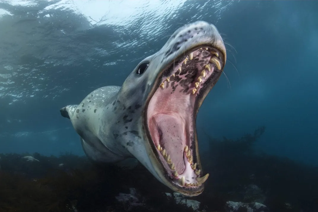 The open mouth of a leopard seal with its teeth and tongue visible.