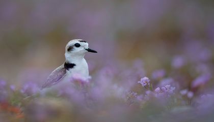 How Scientists Are Protecting Plovers&rsquo; Beachfront Lifestyle