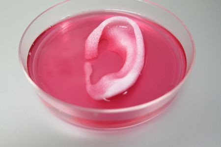 Scientists used an an integrated tissue-organ printer, or ITOP, to create this ear. 