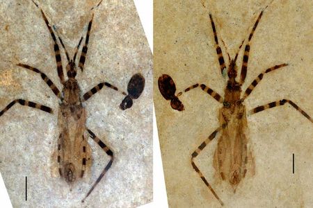 The fossil of Aphelicophontes danjuddi, a new genus and species of assassin bug, accompanied by the fossil of a small beetle