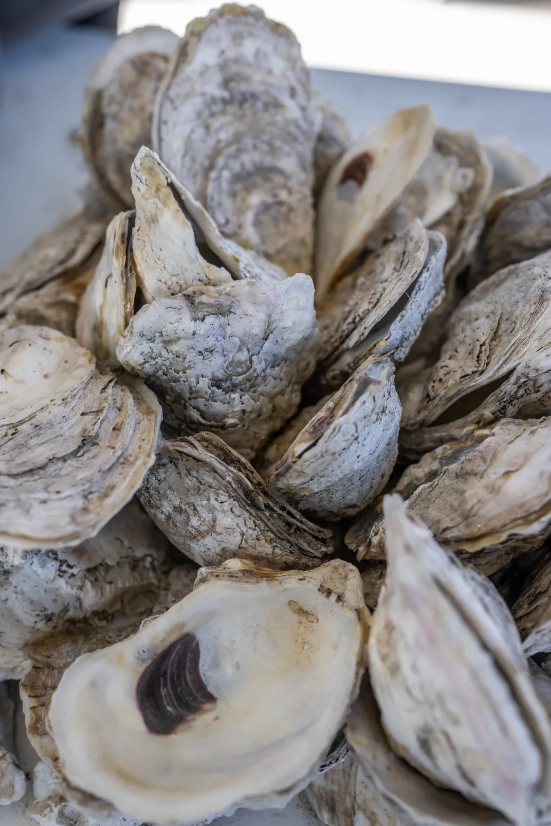 Oyster Shells at SERC_Credit Stephen Voss