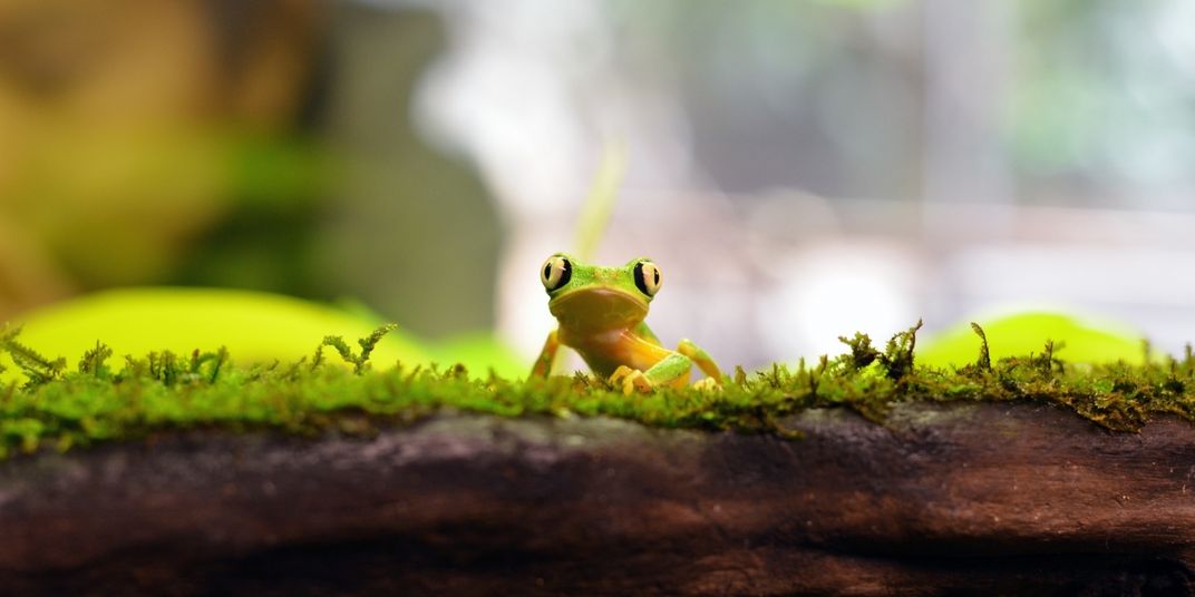 A small green and yellow frog with big, round eyes, called a lemur leaf frog, stands on a mossy piece of wood