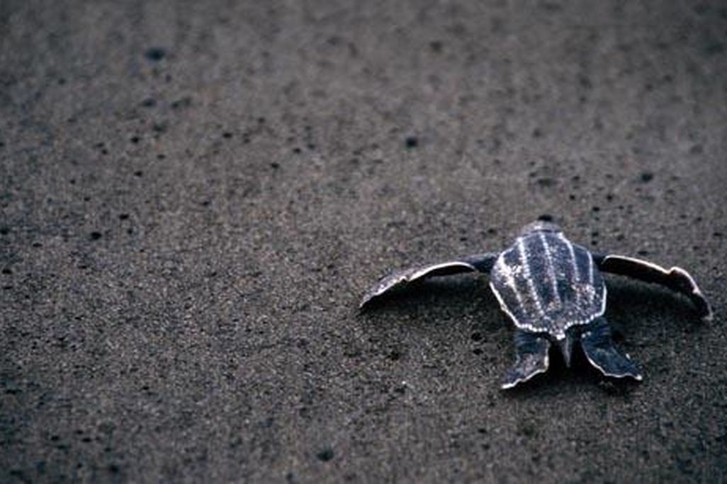 leatherback.jpg