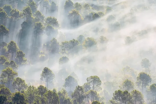 Misty in Pines Forest thumbnail