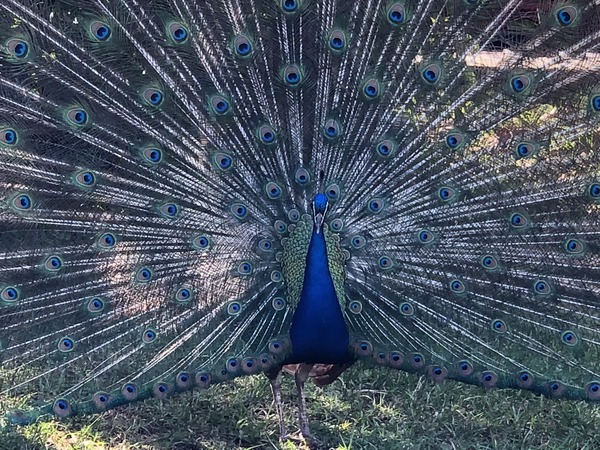 Peacock in the neighborhood thumbnail