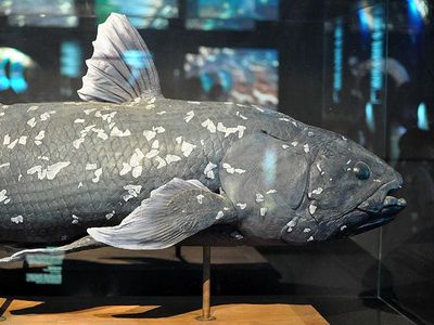 Individuals located in the Comoros Islands may have descended from the coelacanth population in Madagascar.  
