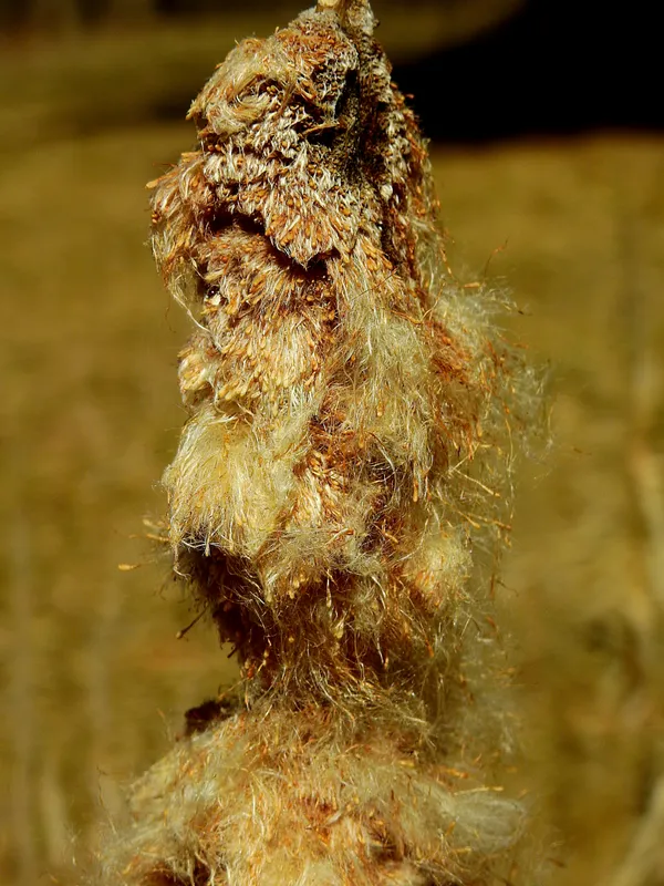 A Cattail Past Its Prime thumbnail