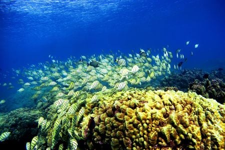 A coral reef in&nbsp;Honolulu, Hawaii. Half of global coral coverage has disappeared since the 1950s.