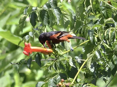 A black-and-orange orchard oriole perches on a bright red flower and uses its beak to peck at the petals.