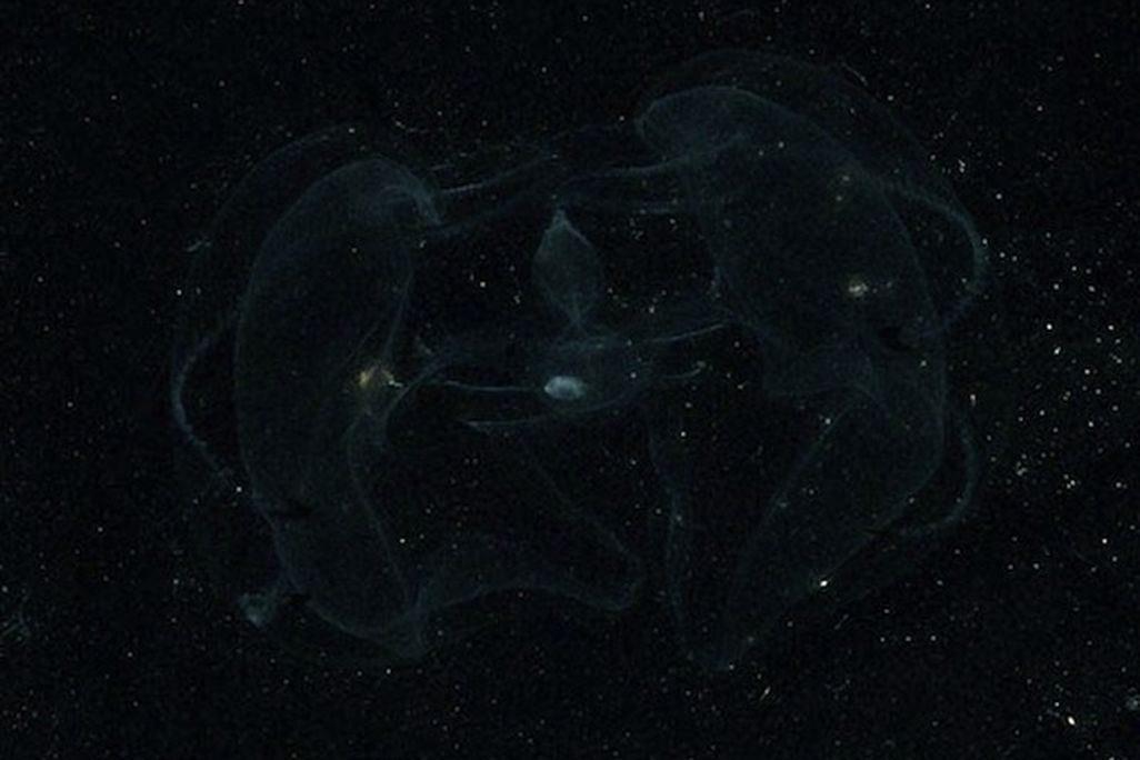 This lobate ctenophore is another bioluminescent creature that lives off the coast of the Americas.