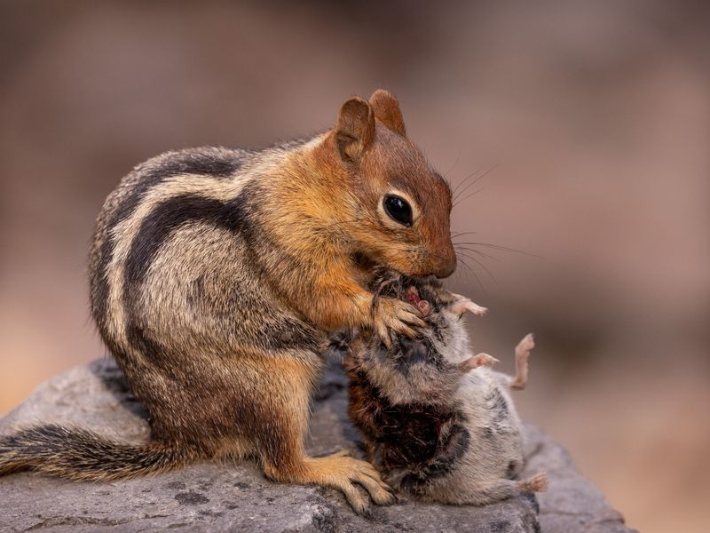 GoldenMantled Ground Squirrel Eating Rodent Smithsonian Photo
