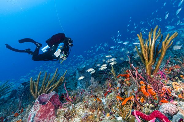 It’s a great big colorful (underwater) world thumbnail