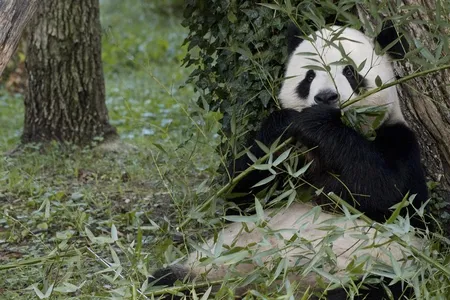 Follow the antics of the National Zoo's giant pandas (above: Tian Tian munching on bamboo) on the Panda Cams.