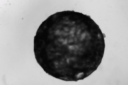Cardioids begin to pulse with a heartbeat after seven days of development. 