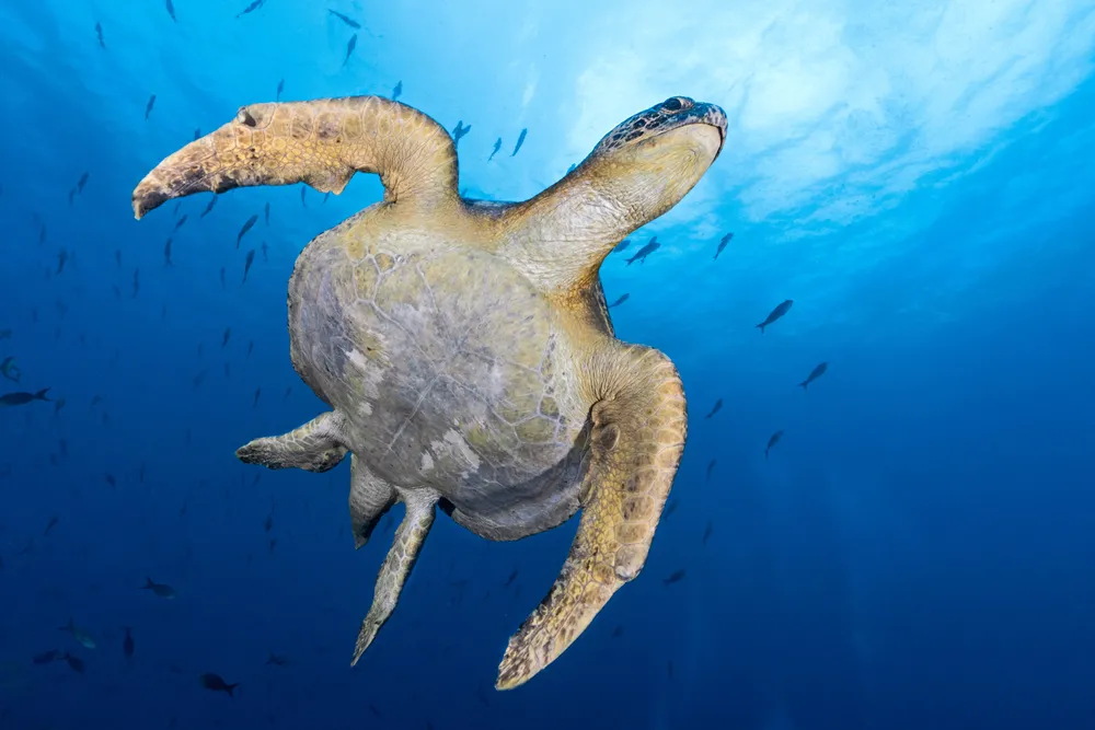 A sea turtle
