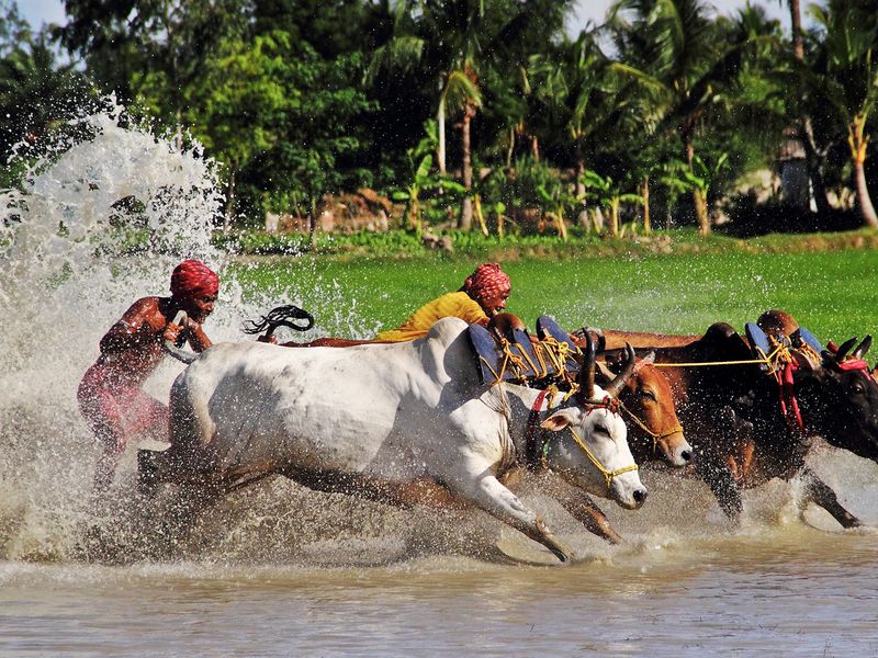 Bull race at rural india. | Smithsonian Photo Contest | Smithsonian ...