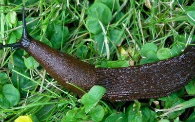 The invasive Spanish slug, one of the worst alien pests in Europe, is naturally repelled by ecosystems if soils house a healthy population of earthworms, new research suggests.