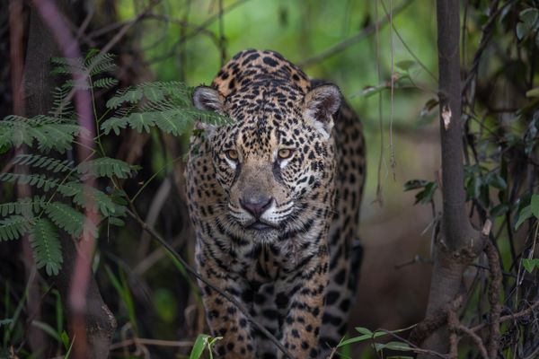 Jaguar on the hunt thumbnail